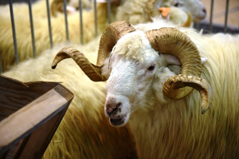 National Breeding Animals Exhibition - News - Grupa MTP National Breeding Animals Exhibition - News - Grupa MTP